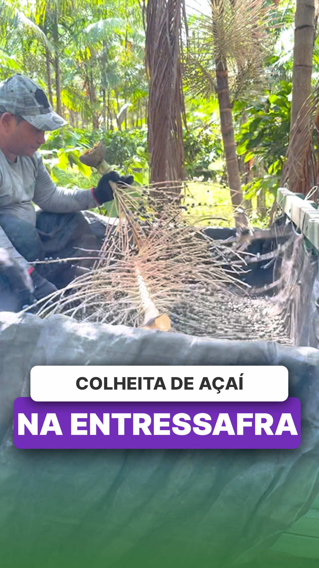 @ViveiroProMudas