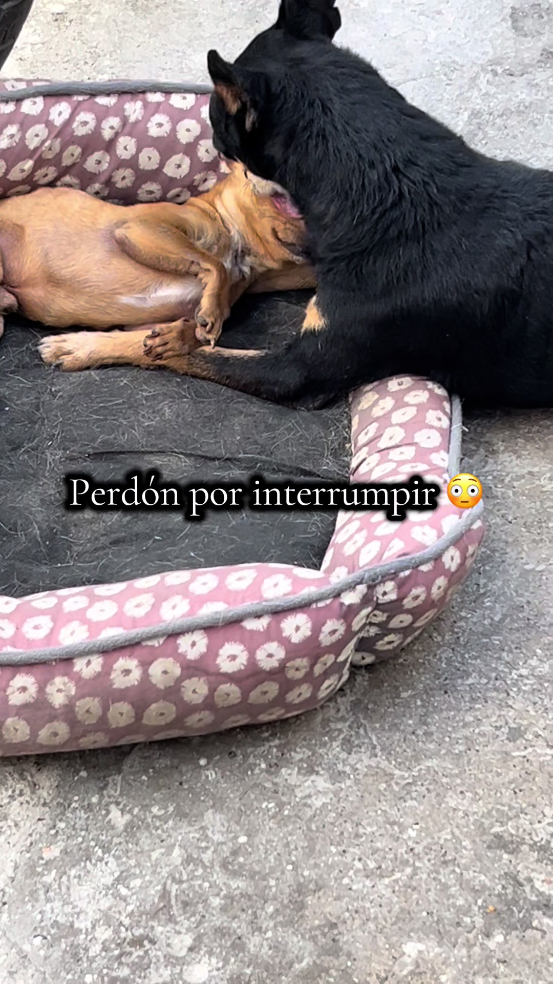 @Bloodypunk🦇