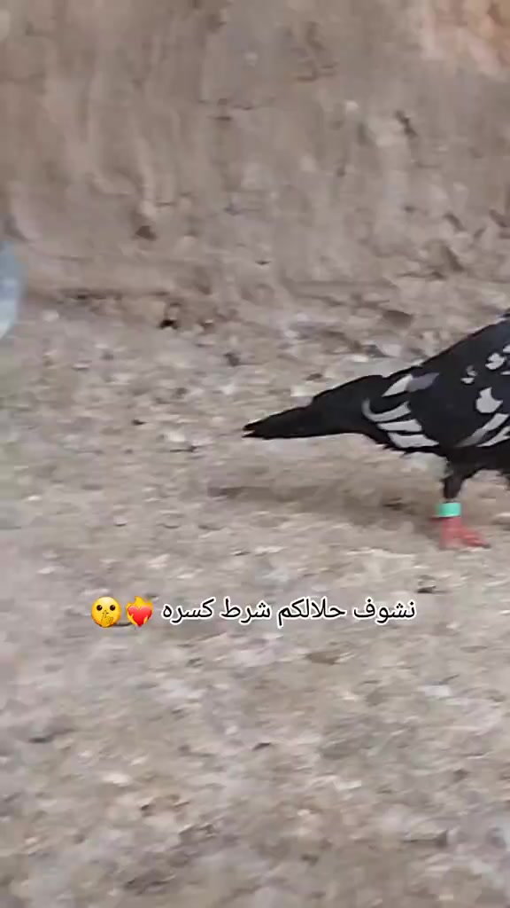 @(✷‿◉رضــــــــيـــــــّوُي)