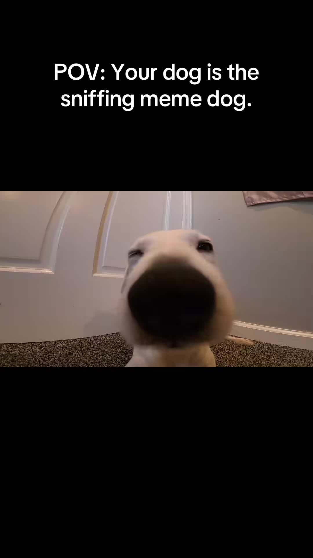 @A dog and his owner