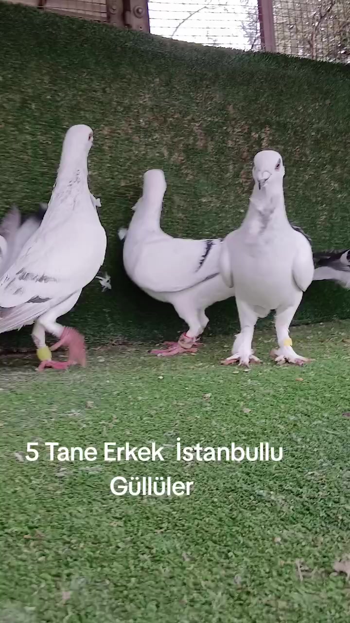 @Ziliftaroğlu Mehmet 46