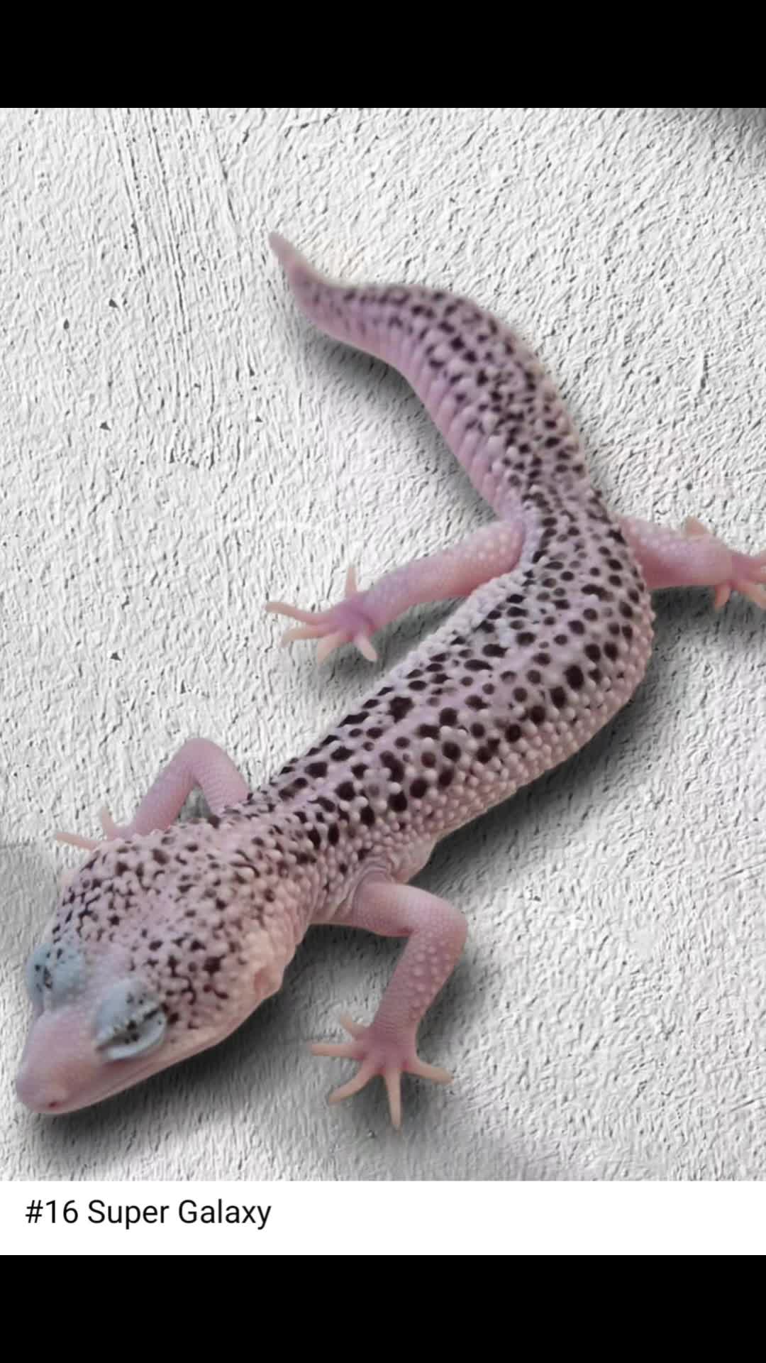 @CambridgeGecko