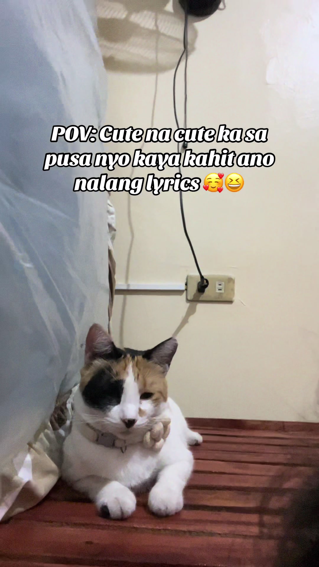 @Bunggok The Fat Cat