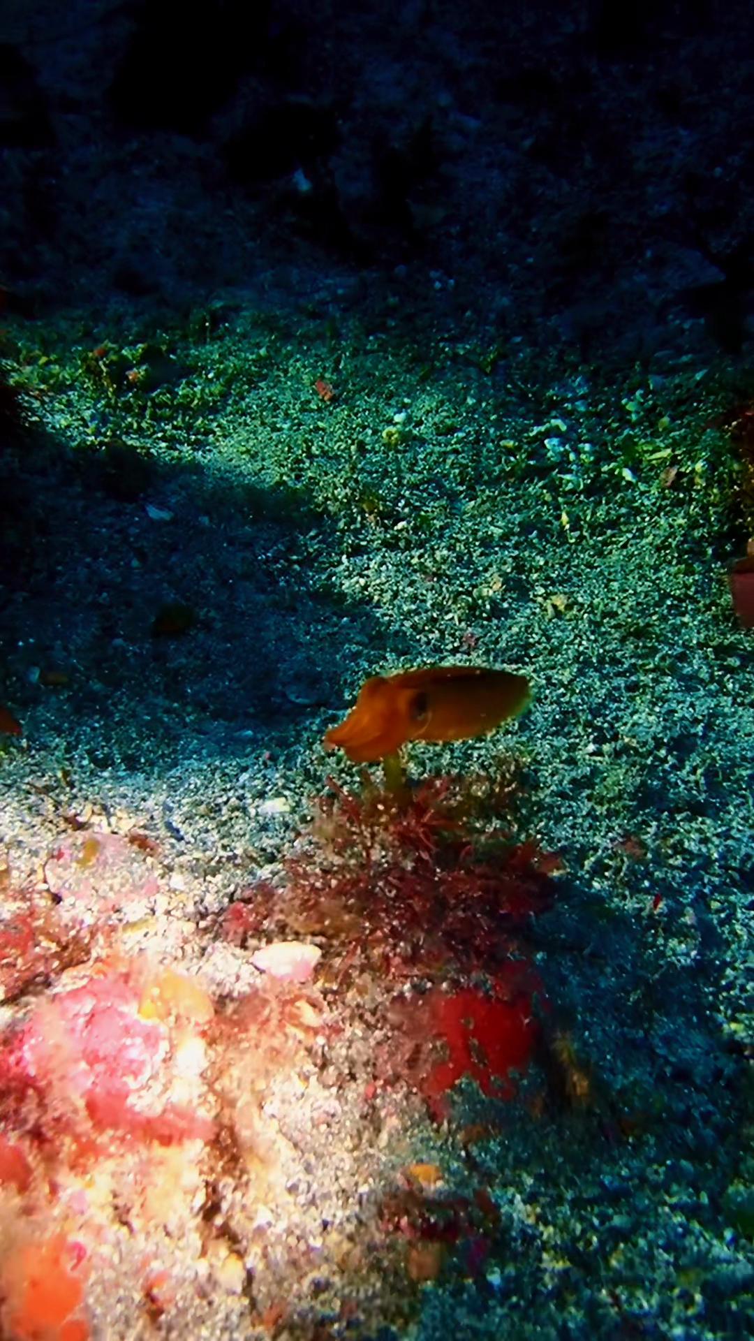 @Komodo