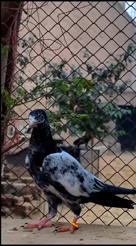@ZahidZHB