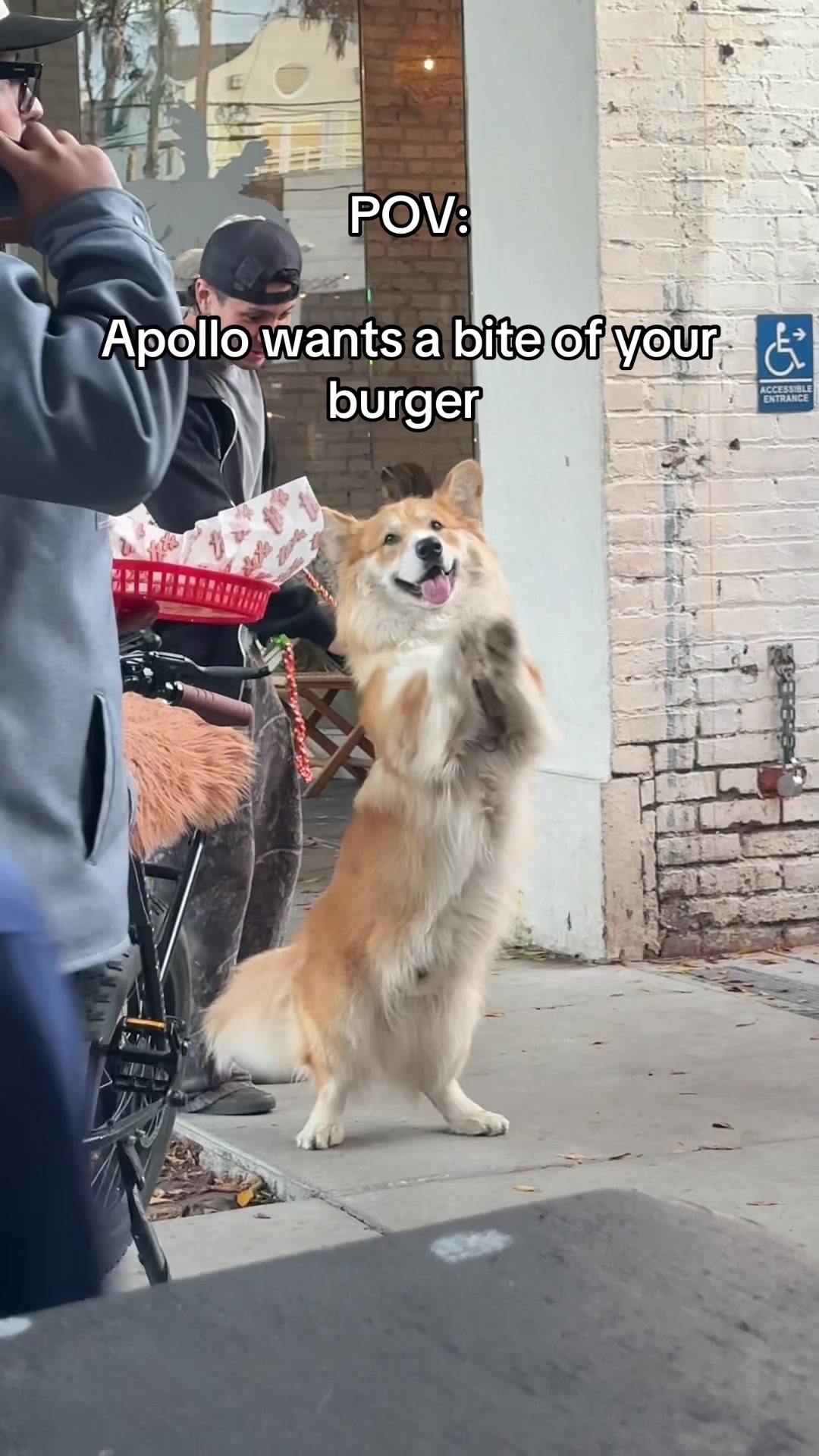 @apollothecorgimute