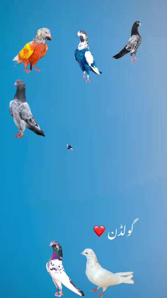 @kabootar baaz