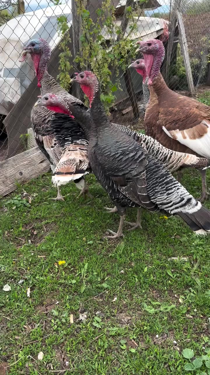 @Chicken ornamental Farm