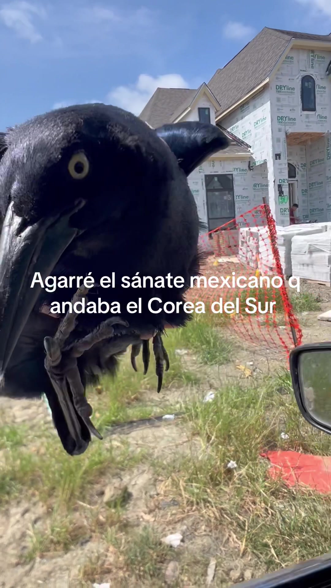 @vaquerosalvaje965