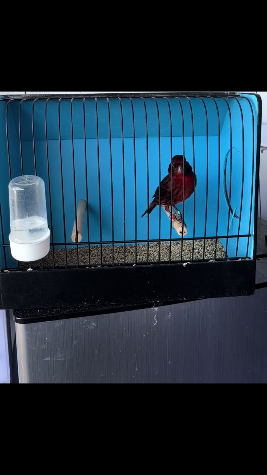@AviarioUre&ntilde;a