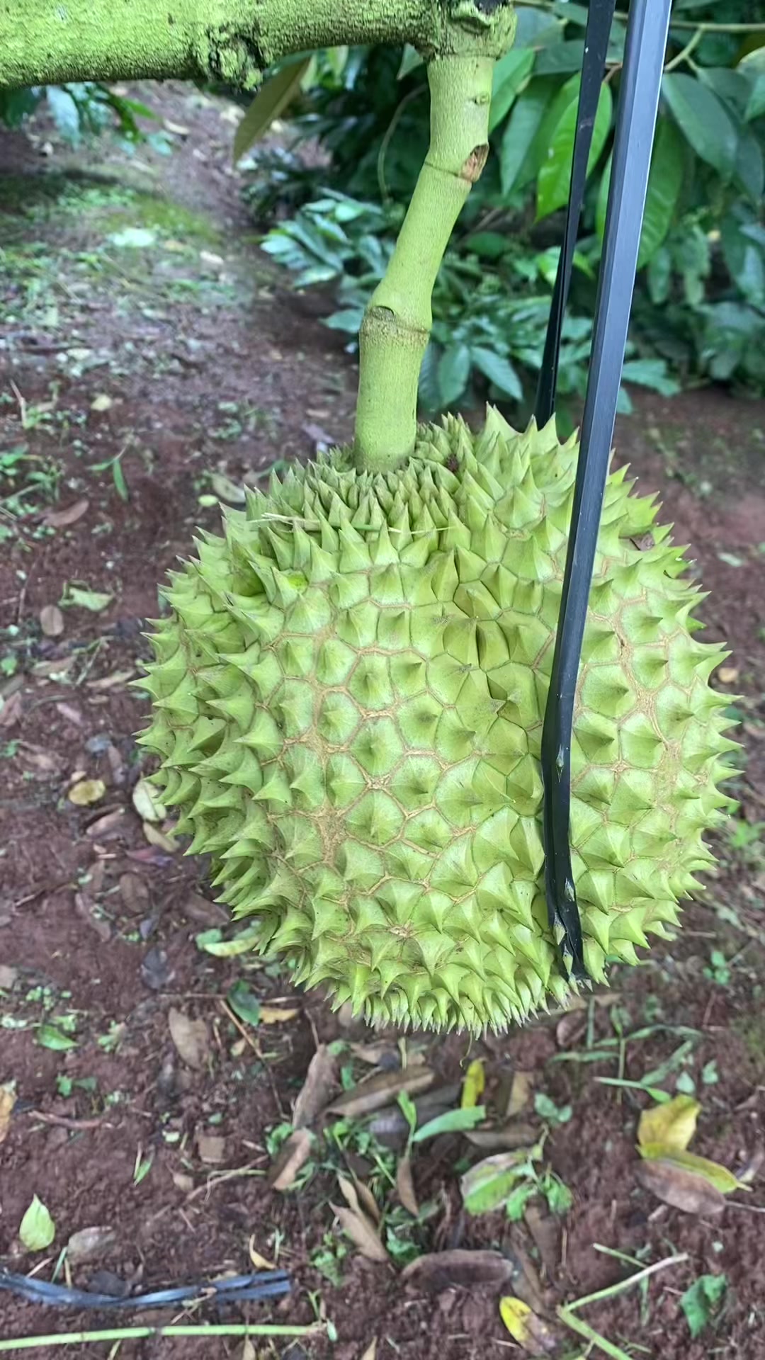 @Hiền Võ Tây Nguyên 🥰