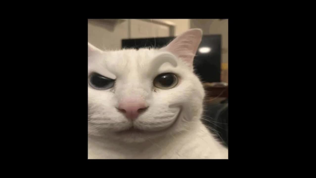@talking with uncanny cat