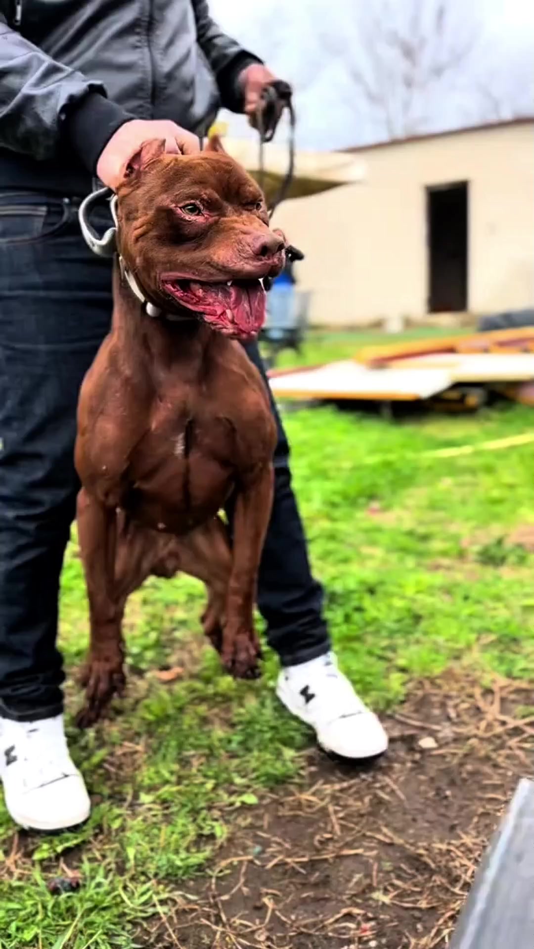 @Zona dos Cães