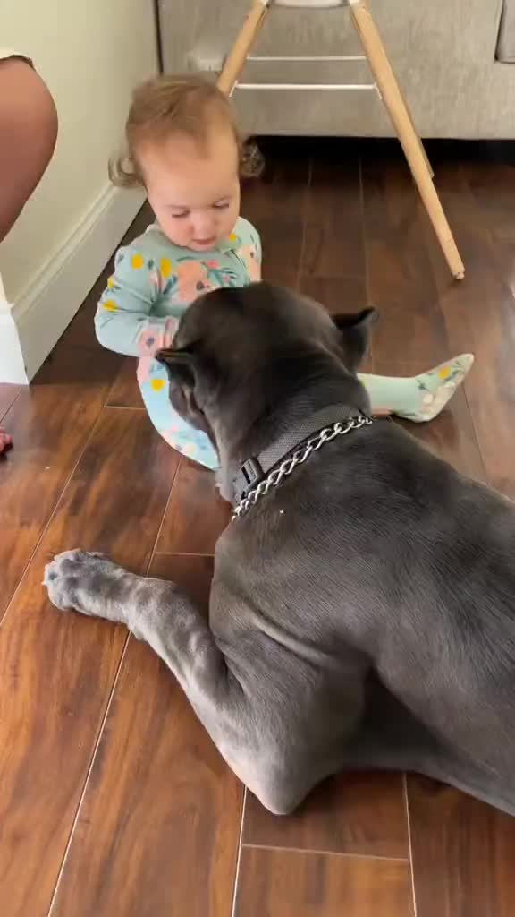@Cane Corso For Adoption