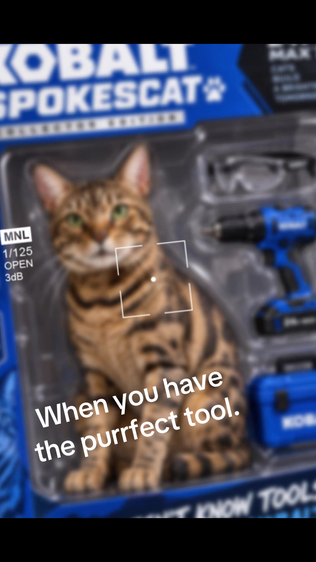 @Drew crazy cat guy