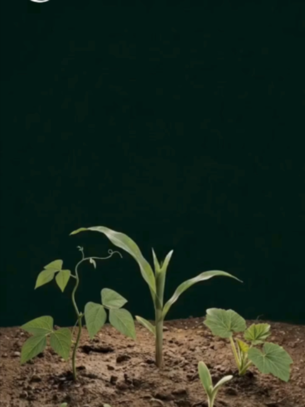 @Agrobio🤠✨️🌱