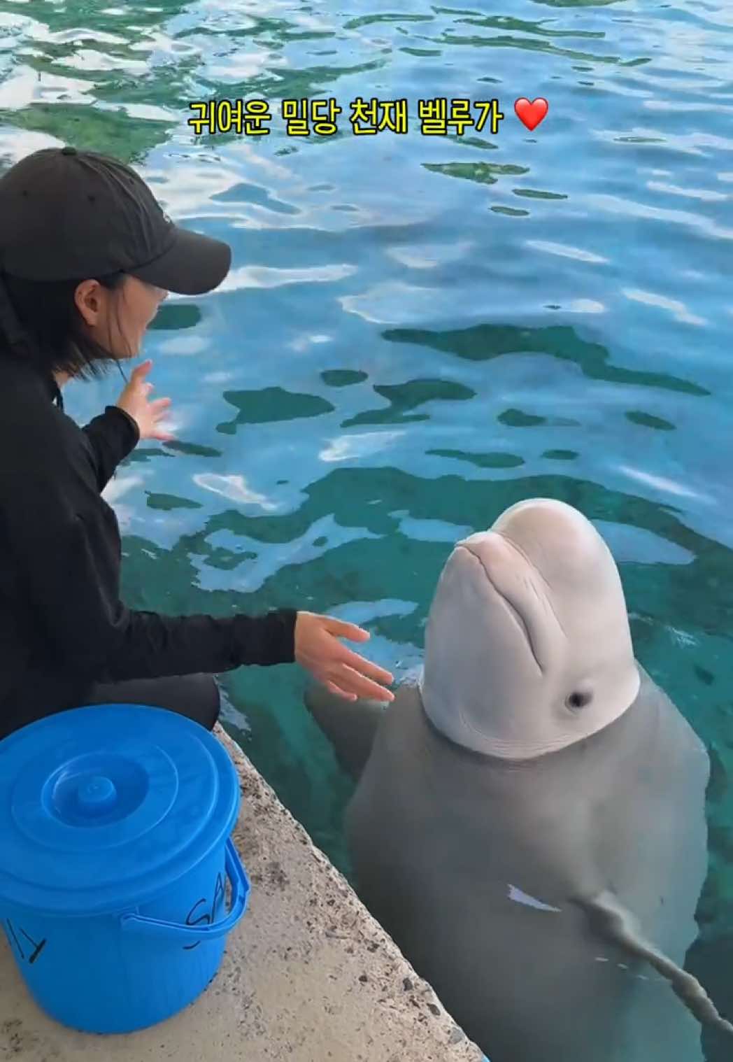 @DolphinTok