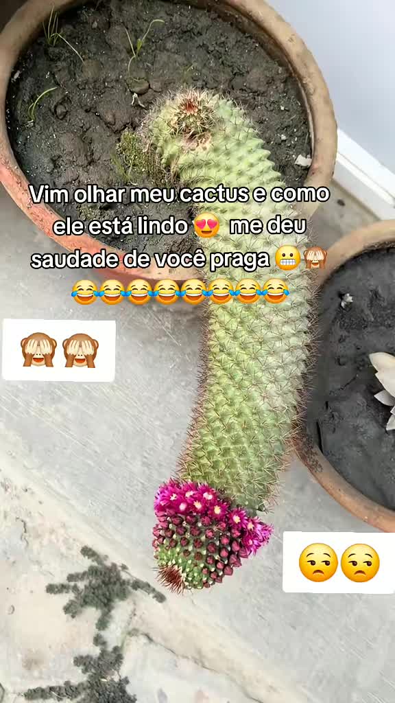 @🌵🐑DÉIACACTUS🦂
