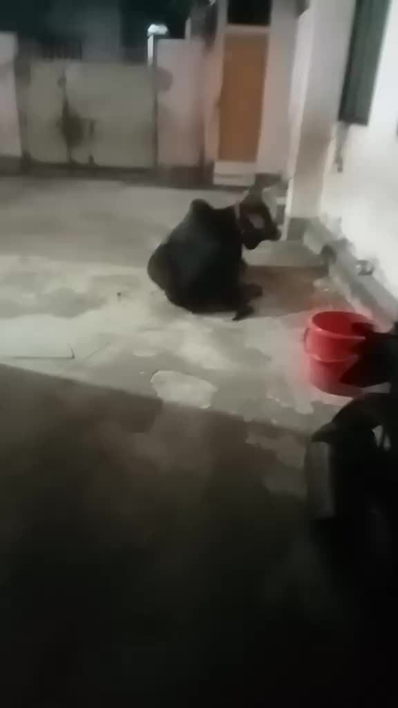 @বাবা মা বড় রাজকন্যা 🥰🥰💐