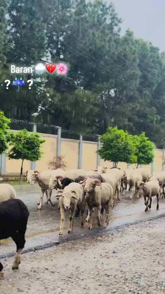 @یو سفزئی