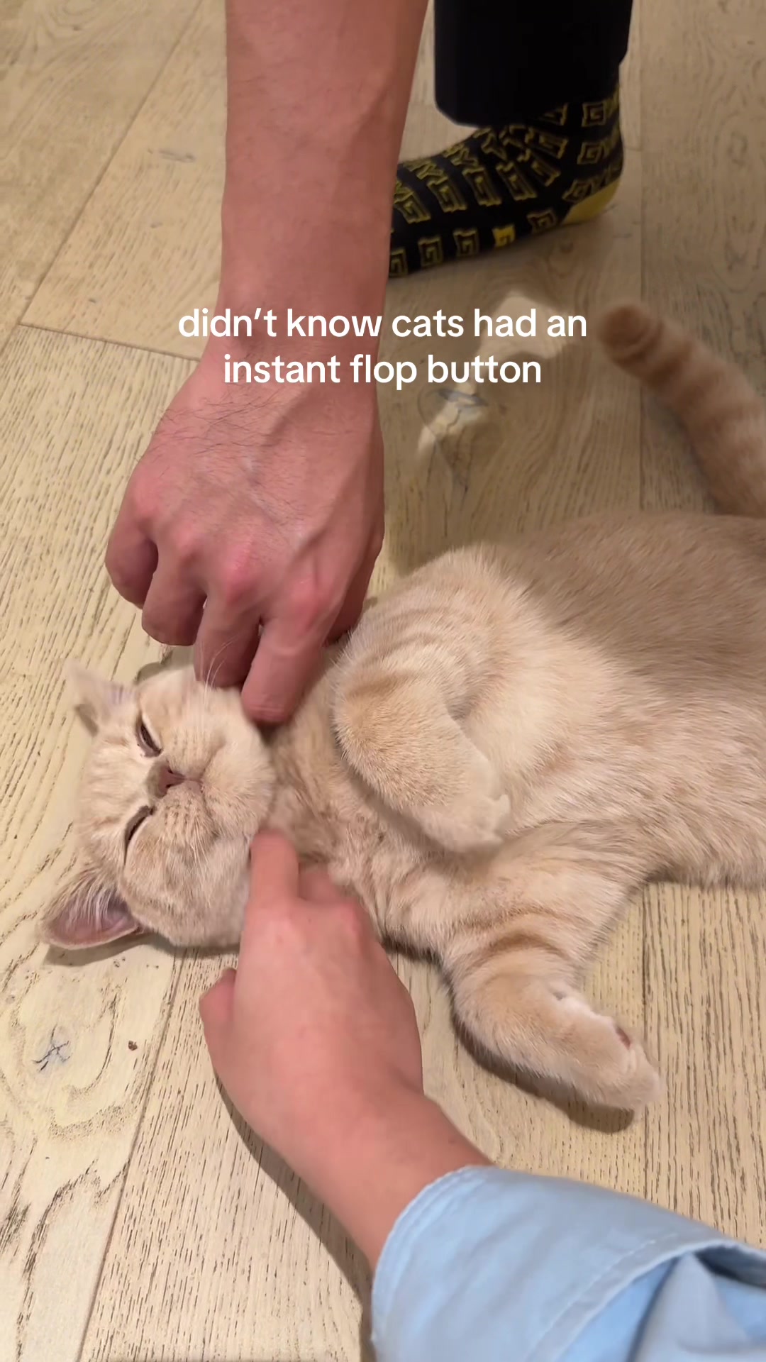@Chuchu The British Shorthair