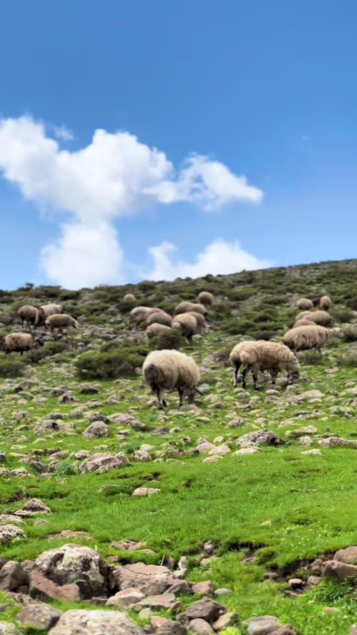 @𝗘𝗟İ𝗧 Ş𝗜𝗪𝗔𝗡☀️