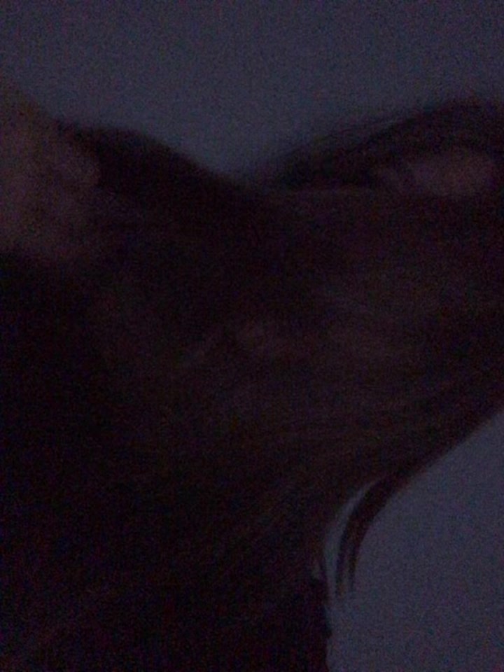@scamary