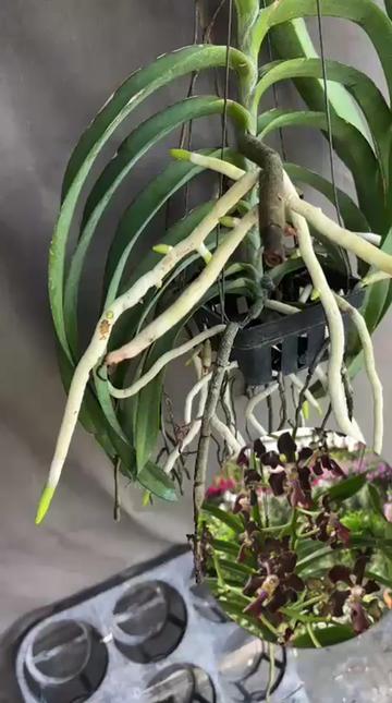 @Anarda Orchids