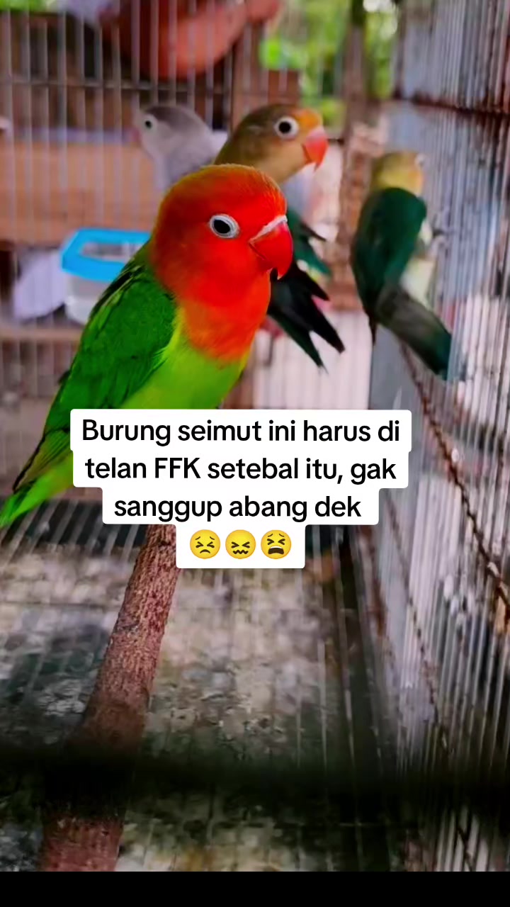 @Tanjungselor_vibes