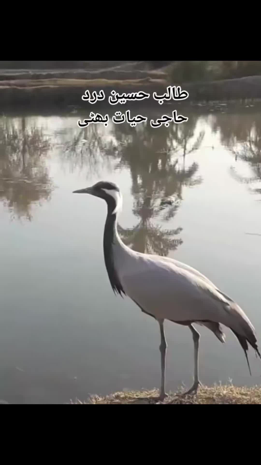 @نوید بلوچ 🇸🇦