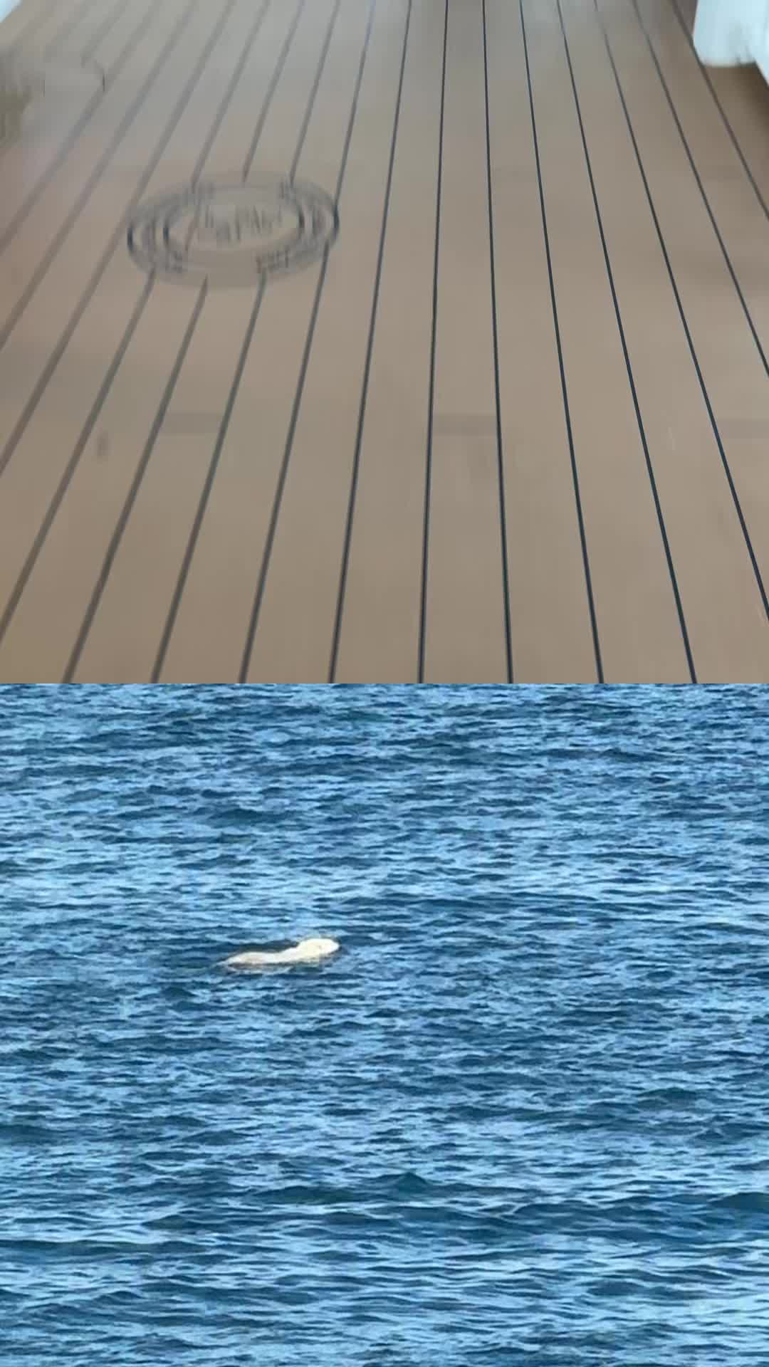 @XPDtion🐋🚢⚓️