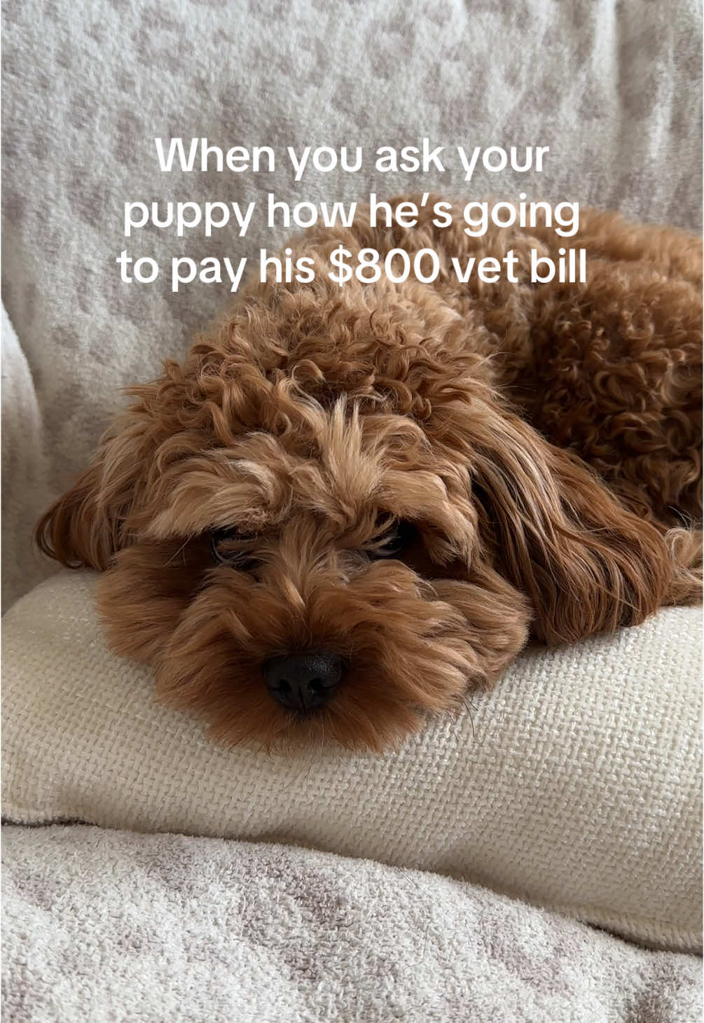 @Leo the Cavapoo