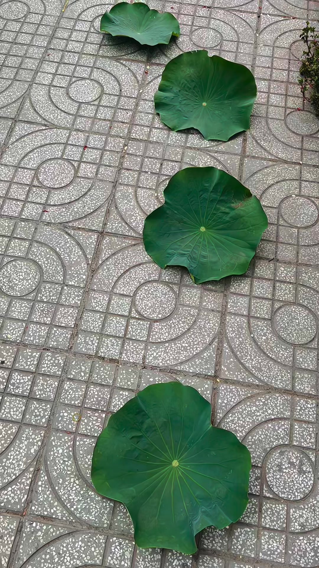 @Sang Da Đen