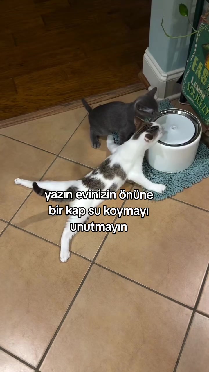 @rolland