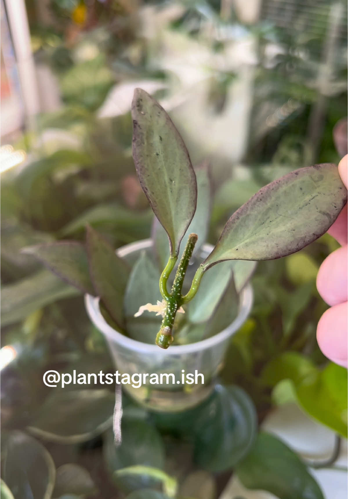 @Plantstagram.ish