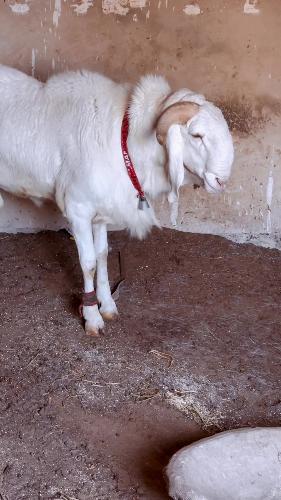 @L &eacute;levage de beug borom touba
