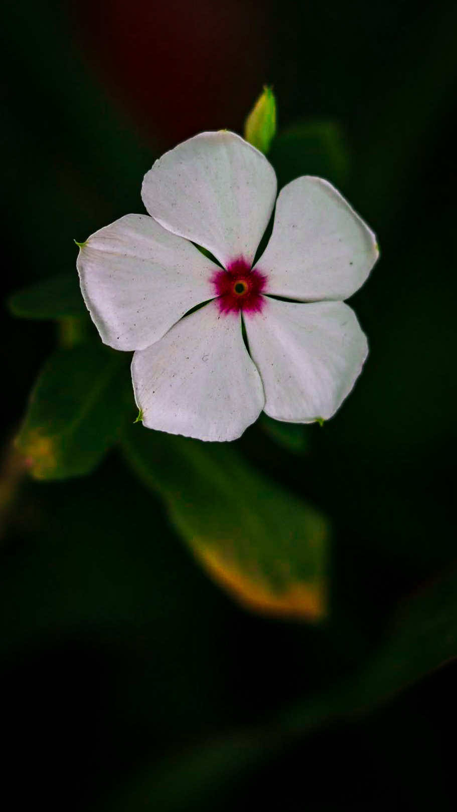 @𝑻𝒂̂𝒏 𝑻𝒉𝒊