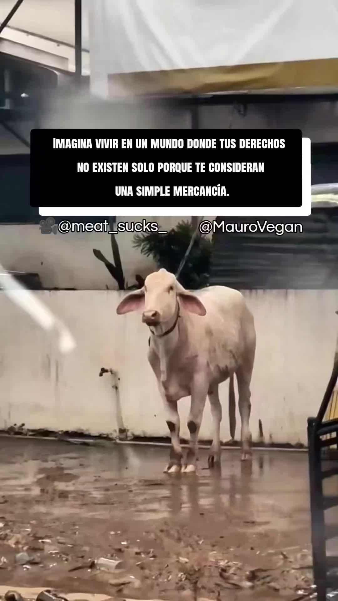 @Mauro Vegan๐
