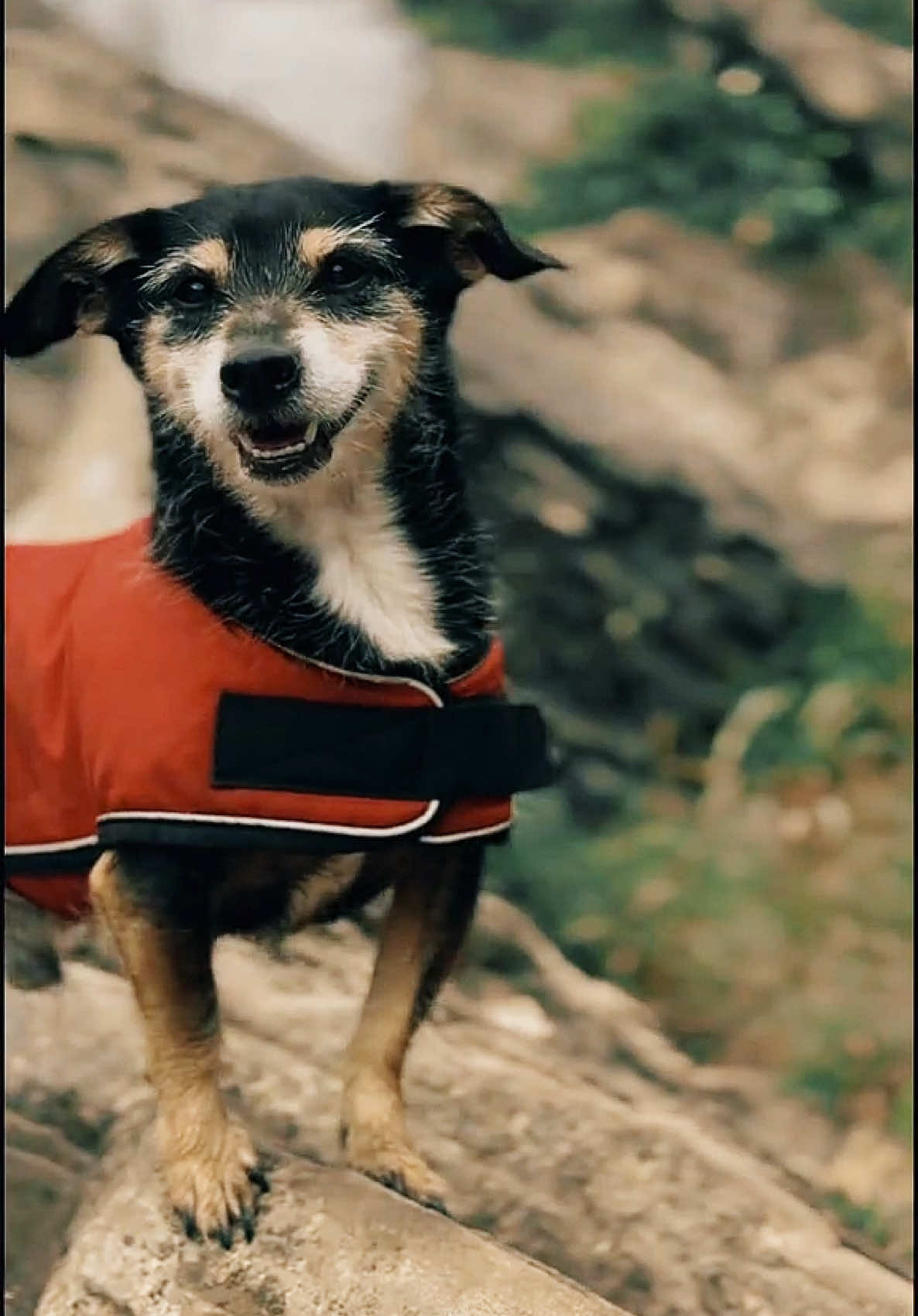 @M&Sigma;&Sigma;ƬЩ&Lambda;GӨП 🇨🇦🐶🎚️🐾