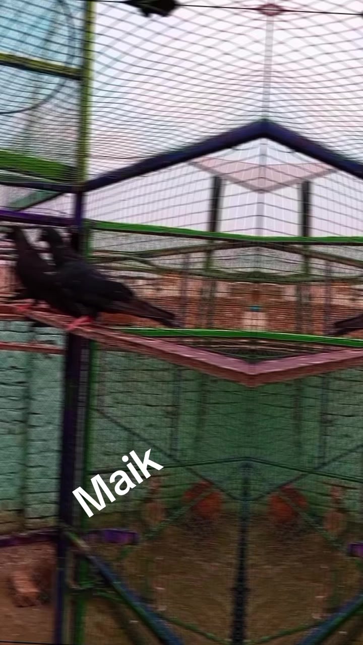 @Malik Muhammad Shoaib