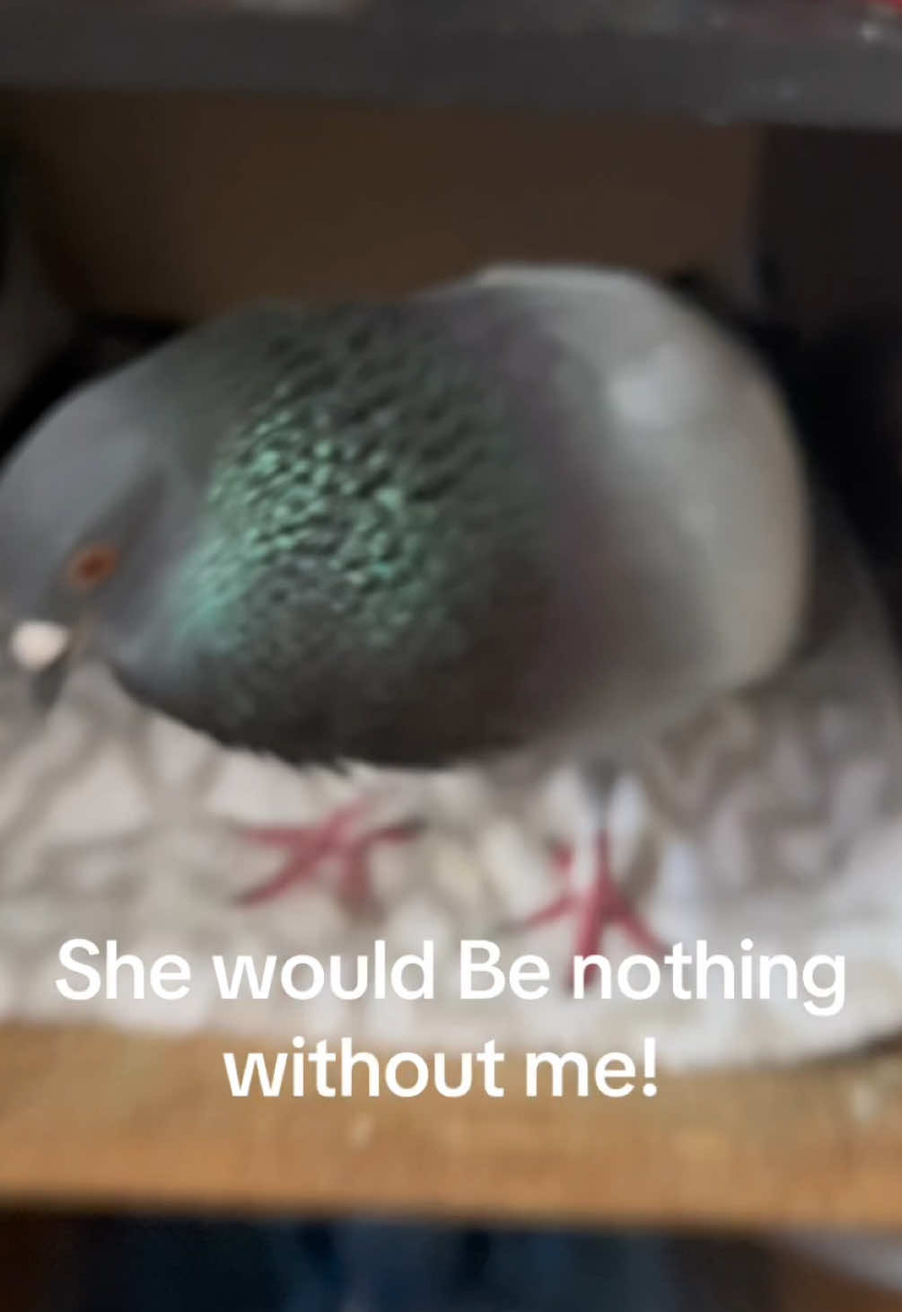 @Beebee The Pigeon