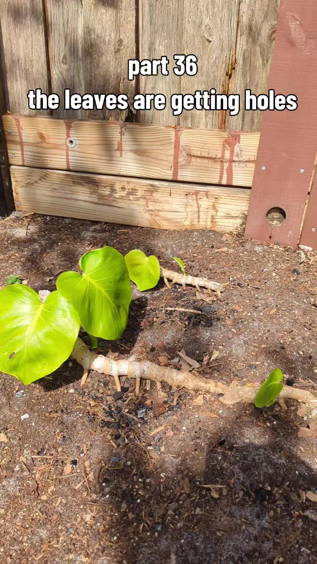 @Monstera Man