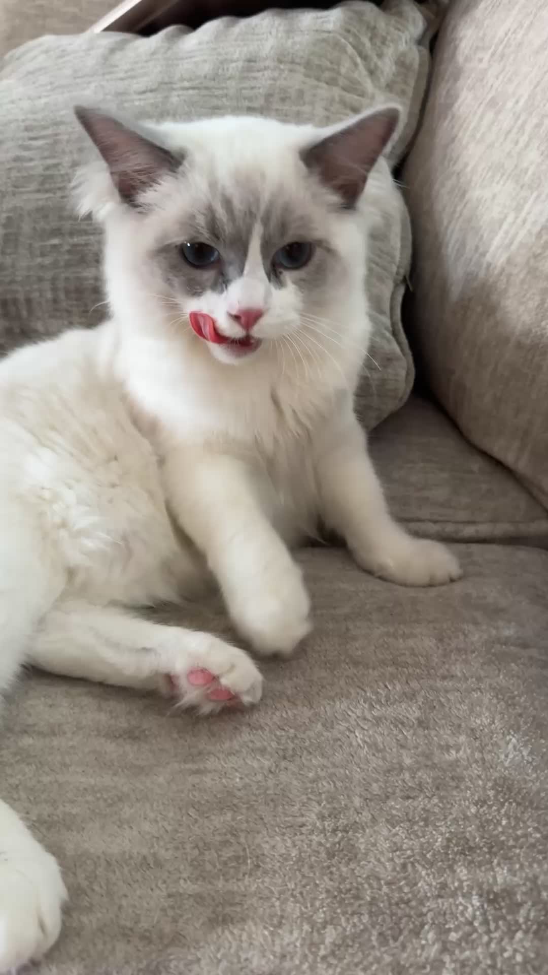@Milo The Ragdoll Cat