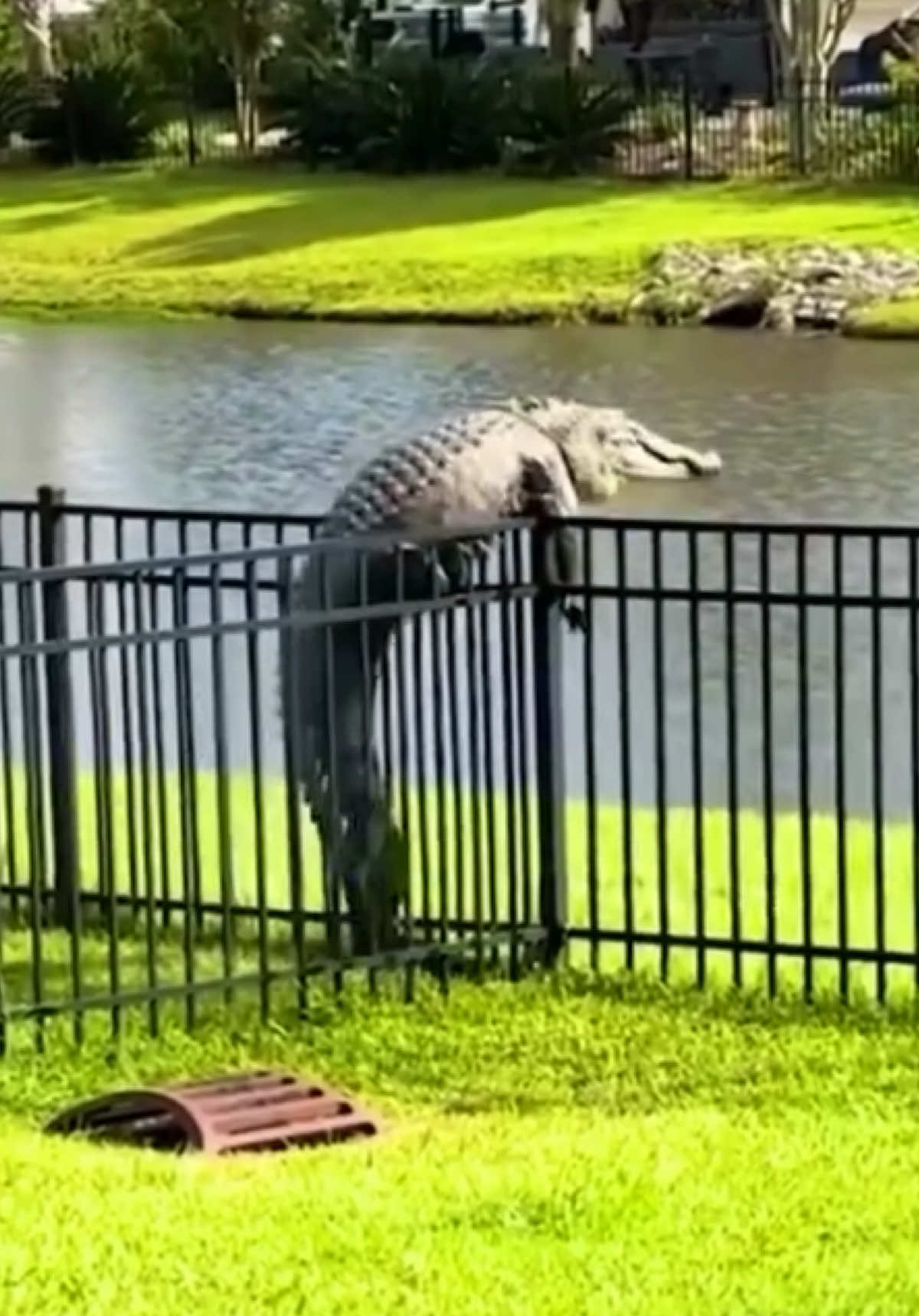 @animalsgonewildd