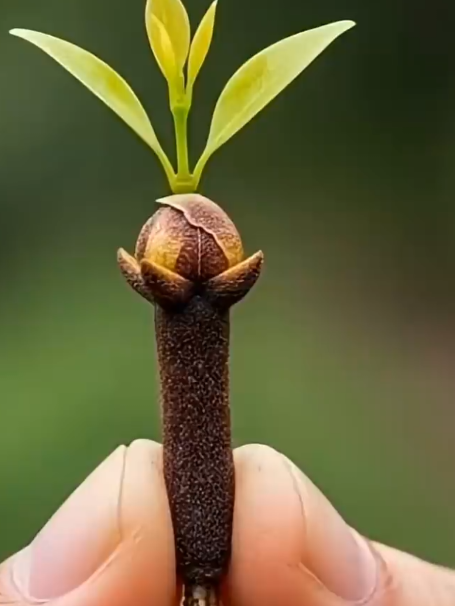 @PlantsLife