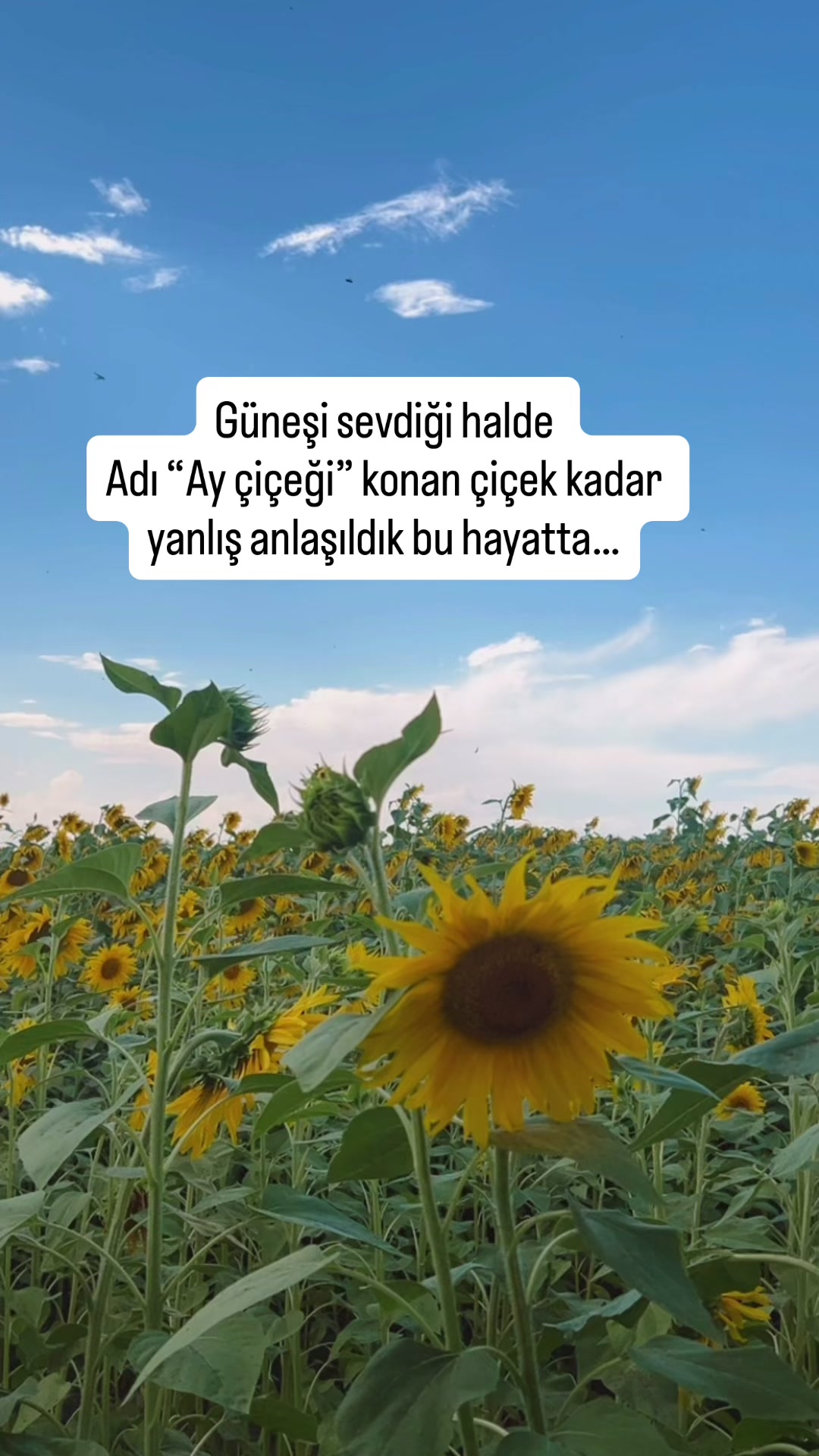 @M,G