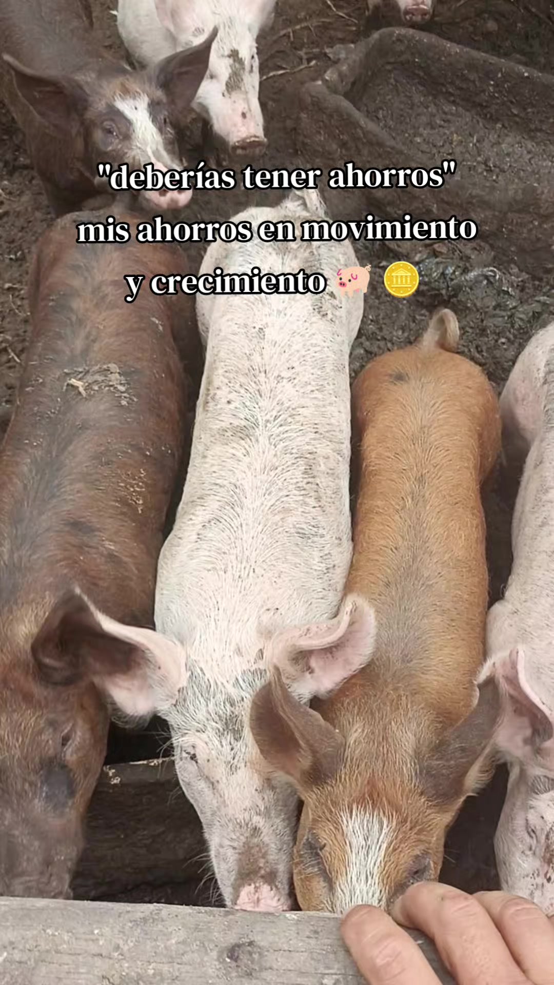 @BRAYAN .R. 🐷