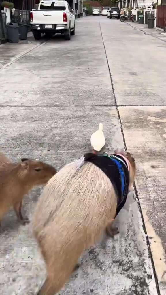 @Capybarabaramedia