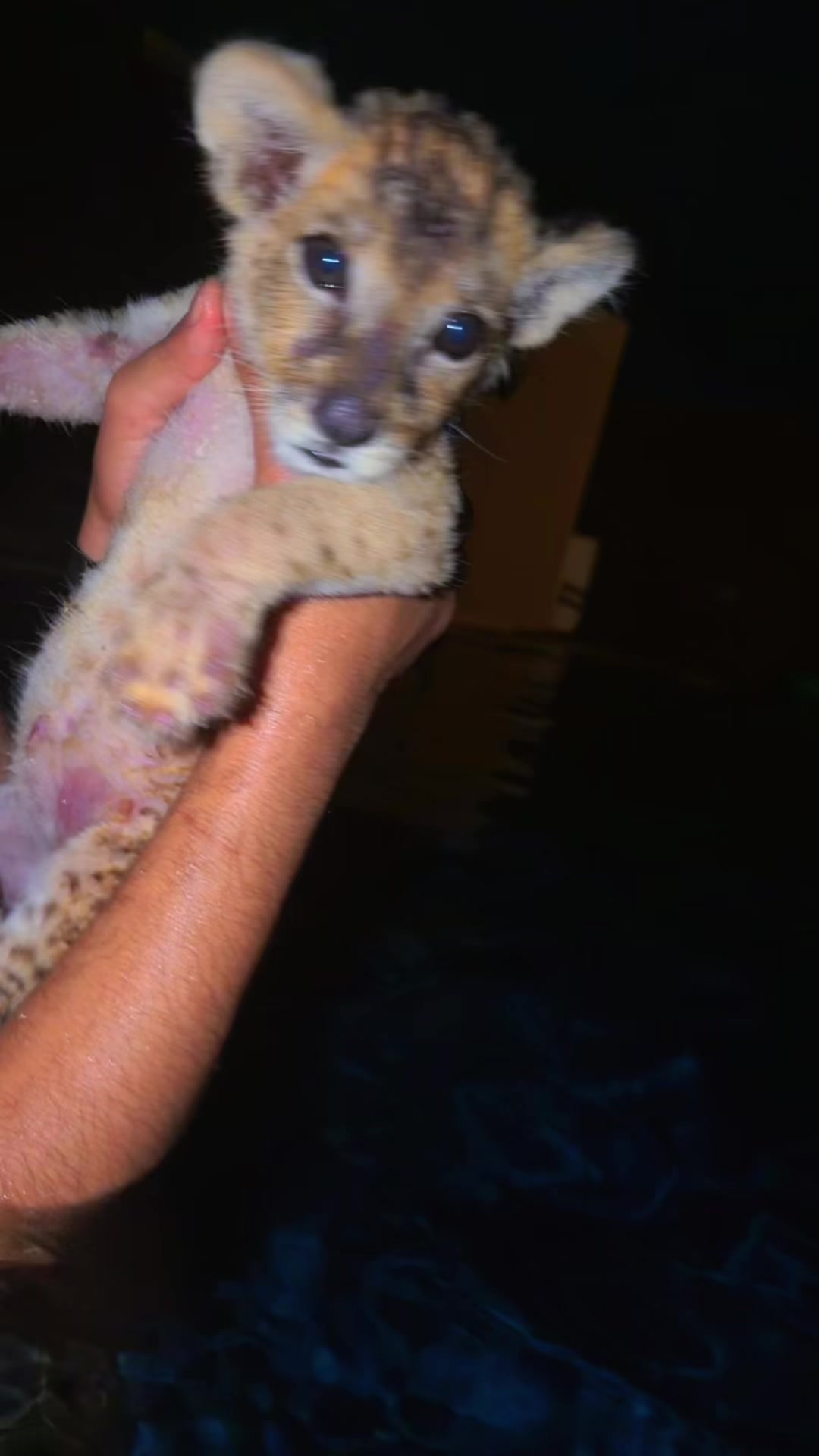 @مؤيد التركي 🐅🐆