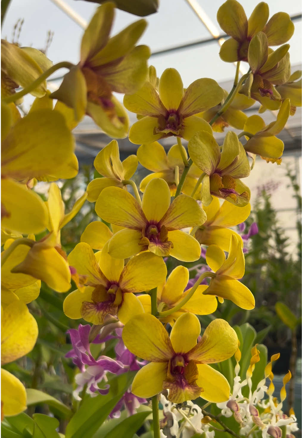 @Anggina Orchid